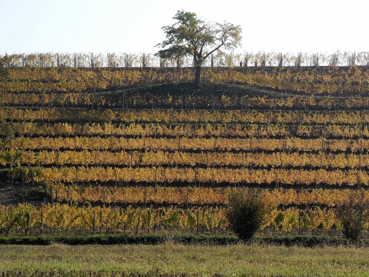 Farm stay Casali Del Picchio - Winery