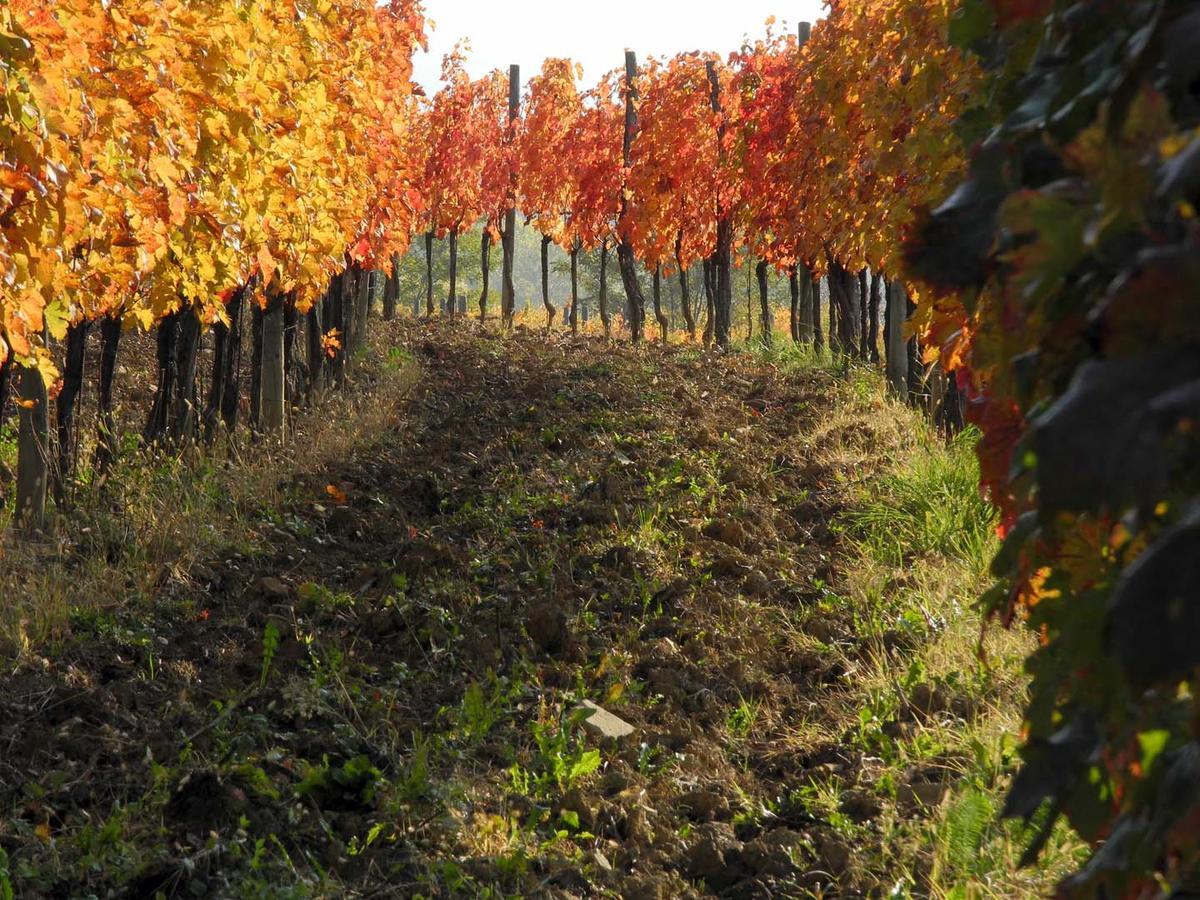 Casali Del Picchio - Winery Farm stay Cividale Del Friuli