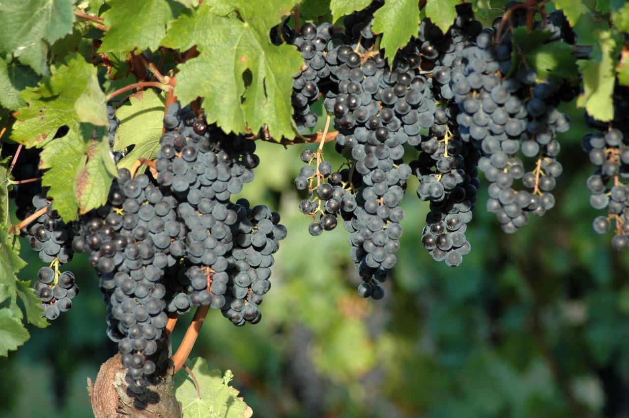 Casali Del Picchio - Winery * Cividale Del Friuli